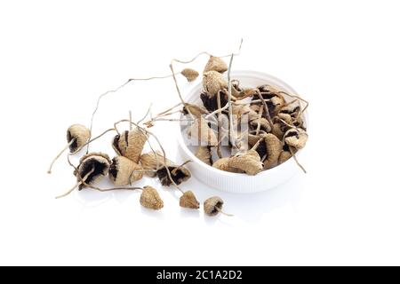 Asciugato il fungo psilocybin. Foto Stock
