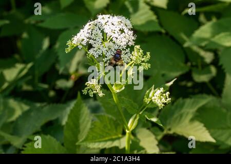 Insetto, Volucella mosca si siede su un fiore. L'insetto è stato trovato e girato nel boro della foresta di Chelyabinsk. Foto Stock