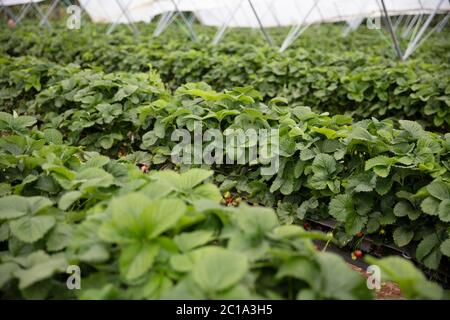 Le piante di fragola crescono su alti stand pronti per essere raccolti. Foto Stock