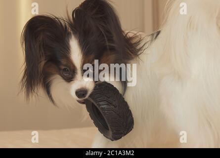 Giovane cane razze Papillon Continental Toy Spaniel rode pneumatico in gomma - un divertente caricatore pneumatico Foto Stock