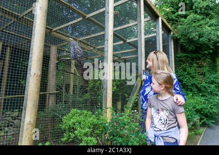 Dudley, West Midlands, Regno Unito. 15 giugno 2020. Ellie Slater, 8 anni, è con sua mamma Clare, come Dudley zoo apre le sue porte per la prima volta dal blocco del Regno Unito, con un'entrata gestita e arangement di sicurezza completa. Credit: Peter Lopeman/Alamy Live News Foto Stock