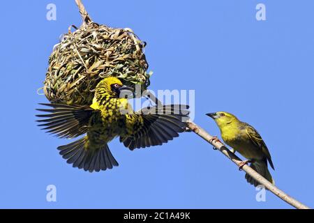 Tessitori di villaggio (maschio & femmina) - Ploceus cucullatus Foto Stock