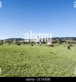 Le mucche al pascolo su pascoli in Svizzera Foto Stock