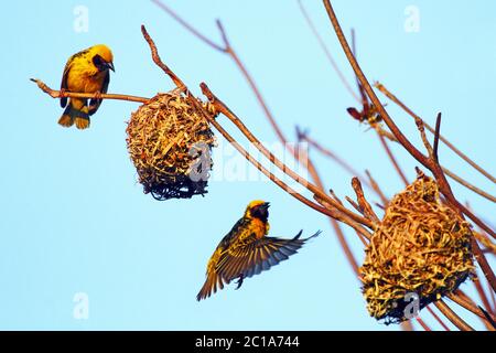 Tessitori del villaggio (maschio) - Ploceus cucullatus Foto Stock