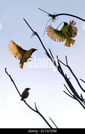 Tessitori del villaggio (maschio) - Ploceus cucullatus Foto Stock