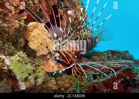 Pesce leone Spotfin - Pterois antenna Foto Stock