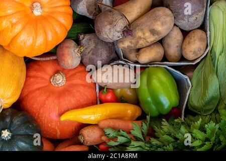 Frutta e verdura biologica fresca immediatamente frutta e verdura biologica. Diversi tipi di zucche. Diversità di naturale dopo la raccolta. Fasci di foglie verdi fresche. Diversi tipi di zucche. Diversità della natura. Banane, finocchio, cipolle, cetrioli, pomodori, pomodori ciliegini. Cipolle, barbabietole, patate, pesche, bok choy, fragole, fragole pakistane, sash, pera, mela, finocchio, sedano, peperoni di ogni genere. Foto Stock