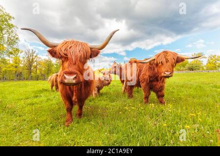 Bestiame delle Highland nella provincia svedese di Smaland in estate Foto Stock