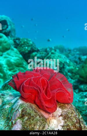 Uova di ballerino spagnolo nudiramus - Hexabranchus sanguineus Foto Stock