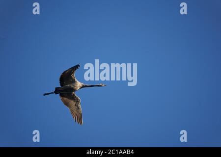 Myosotis Alpi Svizzera famiglia Boraginaceae mi dimenticano i nots o le erbe di scorpione Foto Stock