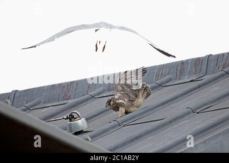 Falco pellegrino (Falco peregrinus) Norwich Cathedral Foto Stock