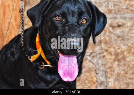 Un cane labrador nero con occhi acuti . La sua lingua rosa è esterna . Una cintura è legata al collo Foto Stock