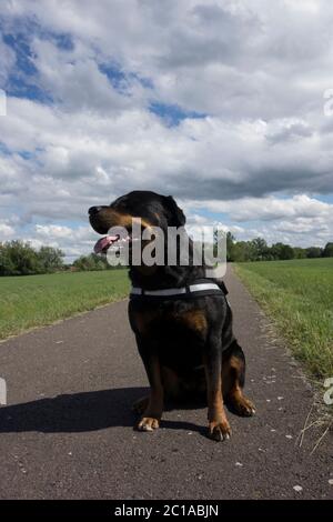 Ritratti dei Rottweiler. Cane tiro fuori casa. Foto Stock