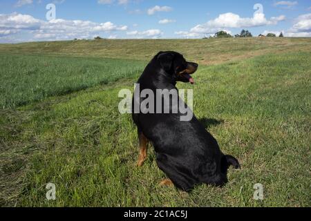 Ritratti dei Rottweiler. Cane tiro fuori casa. Foto Stock