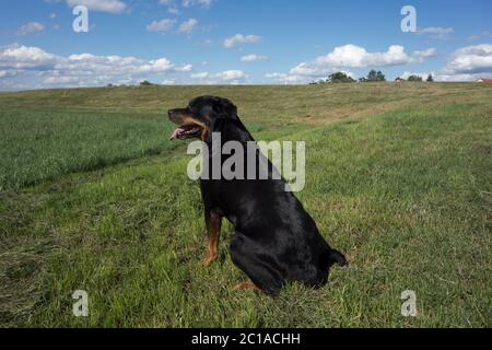 Ritratti dei Rottweiler. Cane tiro fuori casa. Foto Stock