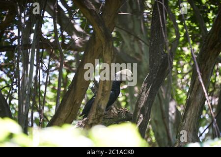 Becco di manioca argentata Bycanistes brevis Tanzania Lago Manyara Foto Stock