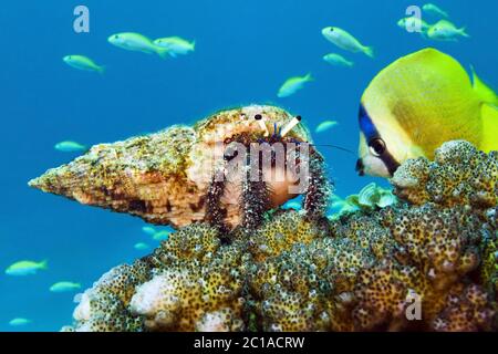 Granchio di eremita - Dardanus sp Foto Stock