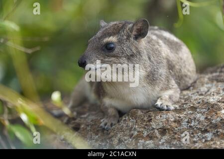 Rock Hyrax Procavia capensis Capo Ritratto Africa Foto Stock