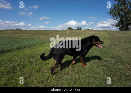 Ritratti dei Rottweiler. Cane tiro fuori casa. Foto Stock