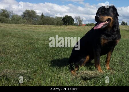 Ritratti dei Rottweiler. Cane tiro fuori casa. Foto Stock