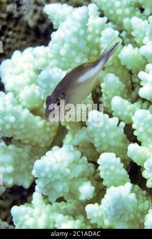 Pesce falco dell'arco - Paracirrhites arcatus Foto Stock