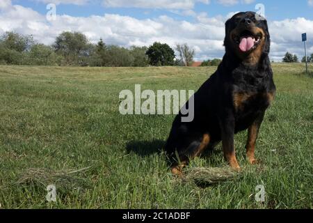 Ritratti dei Rottweiler. Cane tiro fuori casa. Foto Stock