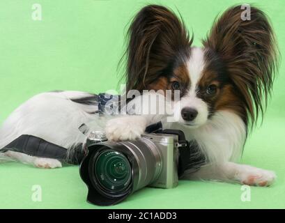 Giovane e bella continental spaniel papillon con una fotocamera su sfondo verde Foto Stock