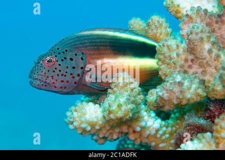 Pesce falco fritto - Paracirrhites forsteri Foto Stock