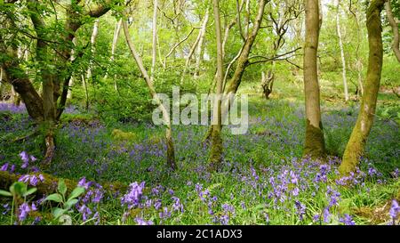 Scenario forestale con bluebells in primo piano. Foto Stock