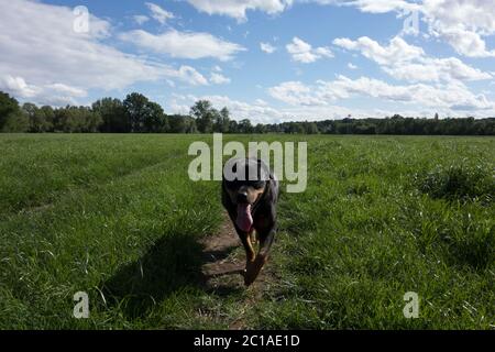 Ritratti dei Rottweiler. Cane tiro fuori casa. Foto Stock