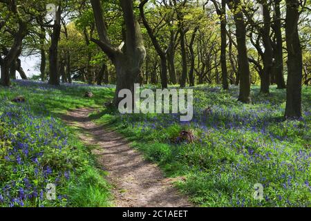 Bluebell wood e sentiero, vicino a Great Ayton, North Yorkshire, Inghilterra, Regno Unito, Europa Foto Stock