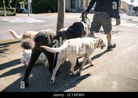 L'uomo con i cani all'aperto Foto Stock