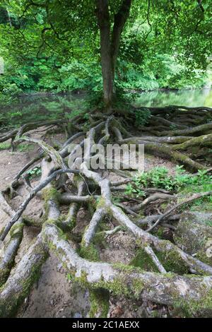 Radici di alberi vicino al fiume Swale, Swaledale, Yorkshire Dales National Park, North Yorkshire, Inghilterra, Regno Unito, Europa Foto Stock