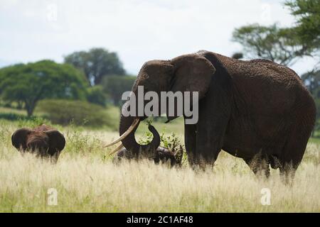 Elefante Amboseli - Big Five Safari - elefante africana della bush africana di Baby Loxodonta Foto Stock