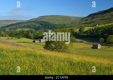 Vista della valle Swalledale con prato farcito a Buttercup, Muker, Yorkshire Dales National Park, North Yorkshire, Inghilterra, Regno Unito, Europa Foto Stock