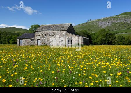 Fienile tradizionale in pietra in Buttercup riempito prato nella Valle di Wharfedale, vicino Kettlewell, Yorkshire Dales National Park, North Yorkshire, Regno Unito Foto Stock