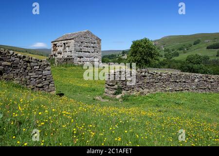 Fienile e muro di pietra tipici nella valle di Swaledale, Gunnerside, Yorkshire Dales National Park, North Yorkshire, Inghilterra, Regno Unito, Europa Foto Stock