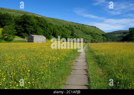 Sentiero attraverso Buttercup riempito prato in Swaledale, Muker, Yorkshire Dales National Park, North Yorkshire, Inghilterra, Regno Unito, Europa Foto Stock