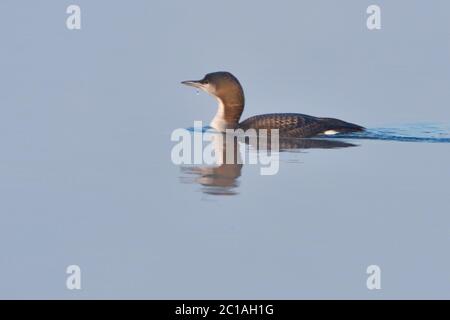 Nero-throated loon in inverno Foto Stock