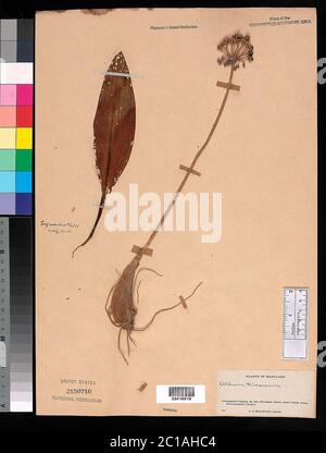 Allium tricoccum Aiton Allium tricoccum Aiton. Foto Stock