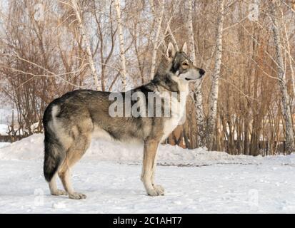 Bellissimo cane maschio di Saarloos wolfhound in winter park Foto Stock