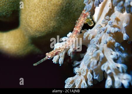 Pipefish - Corythoichthys sp. Foto Stock