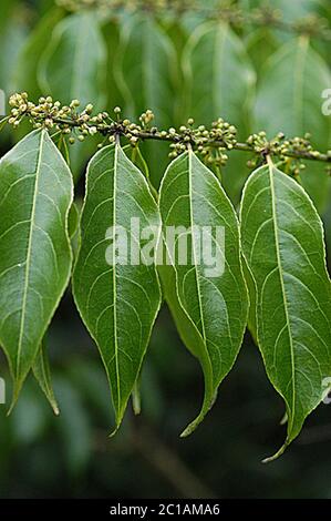 Casearia sylvestris Casearia arborea Rich Urb subsp arborea. Foto Stock