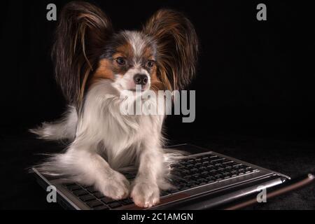 Bello cane Continental Toy Spaniel Papillon lavorando in laptop su sfondo nero Foto Stock