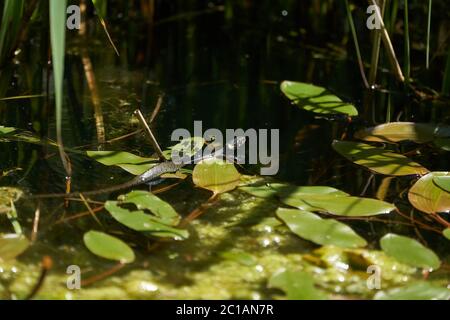 Serpente di Gra nel lago Natrix Natrix Ritratto Foto Stock