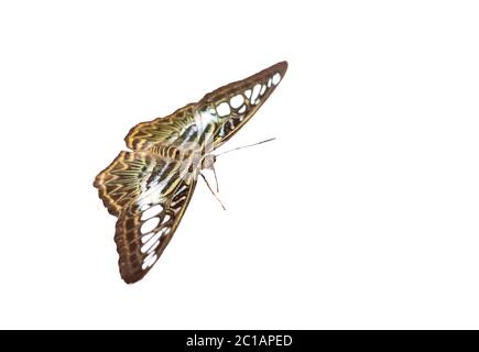 Clipper Bengala farfalla, parthenos sylvia, blu-verde e marrone Foto Stock