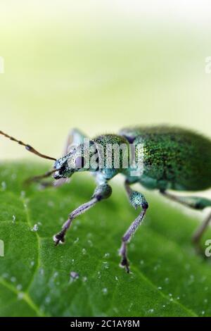 Innettorato - Phyllobius pomaceus Foto Stock