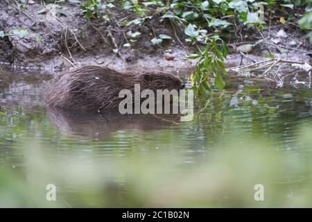 European Beaver Eurasian Castor fibra Ritratto fiume Foto Stock