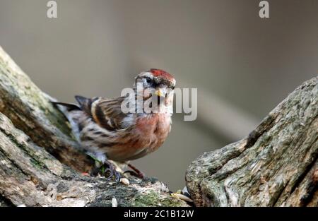 redpoll minore nei boschi Foto Stock