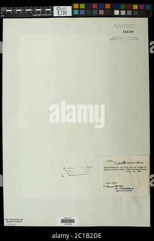 Calotrix parietina Calotrix parietina. Foto Stock